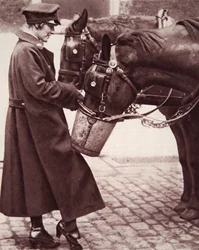 Arbeit für Frauen mit Pferdekenntnissen, Illustration aus The Illustrated War News, 7. März 1917